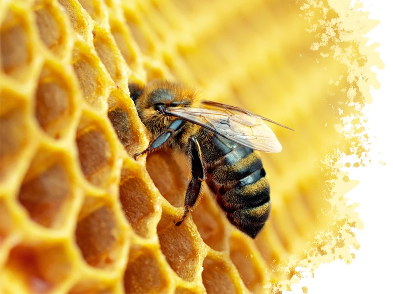 Pszczoły - superbohaterki przyrody